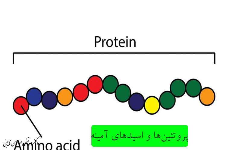 پروتئین‌ها و اسید‌های آمینه